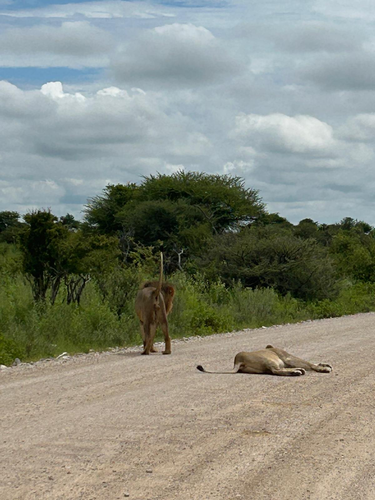 Etosha → Rundu — Lions, a Flooded Track, and the Okavango