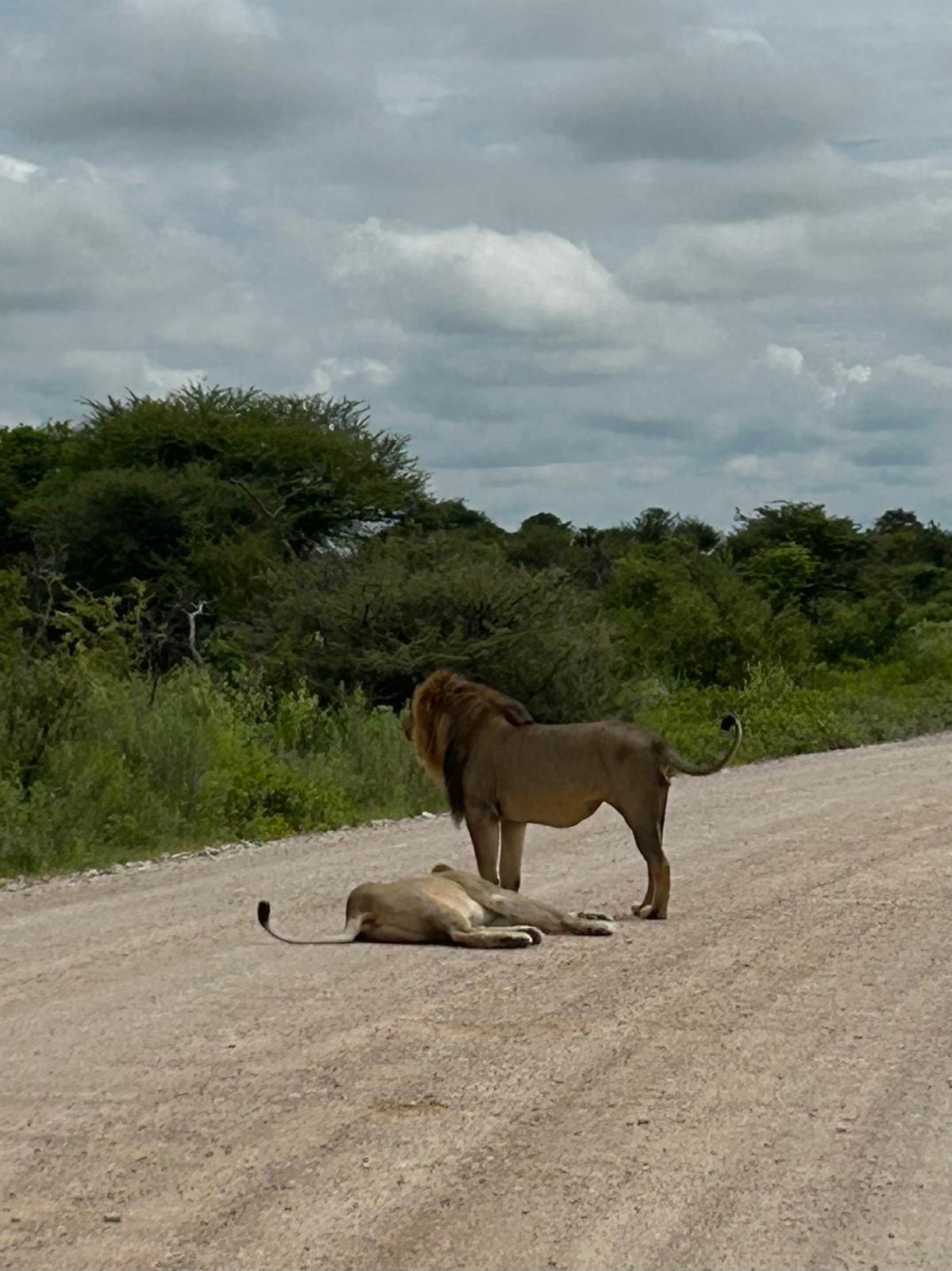 Etosha → Rundu — Lions, a Flooded Track, and the Okavango