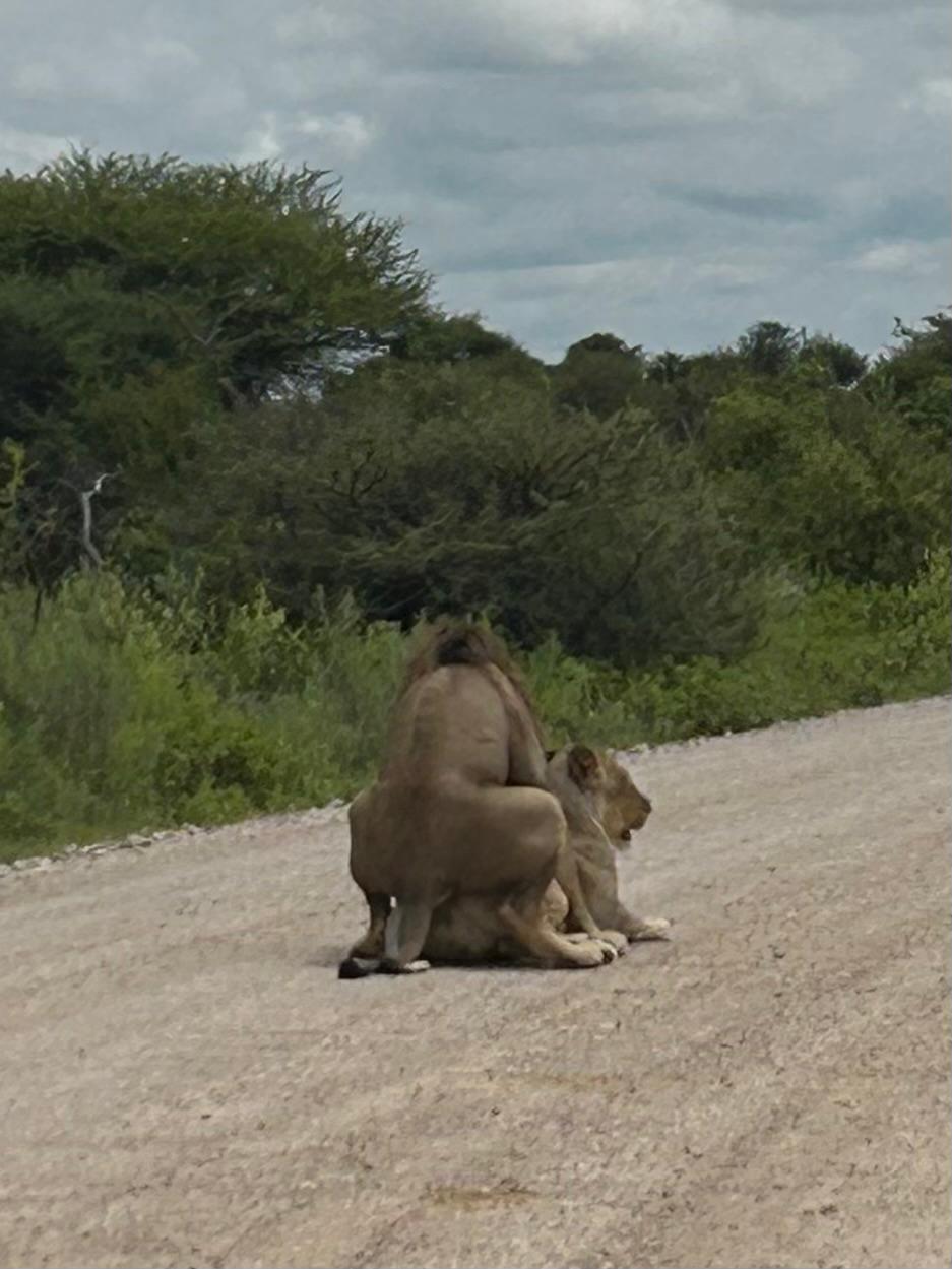 Etosha → Rundu — Lions, a Flooded Track, and the Okavango