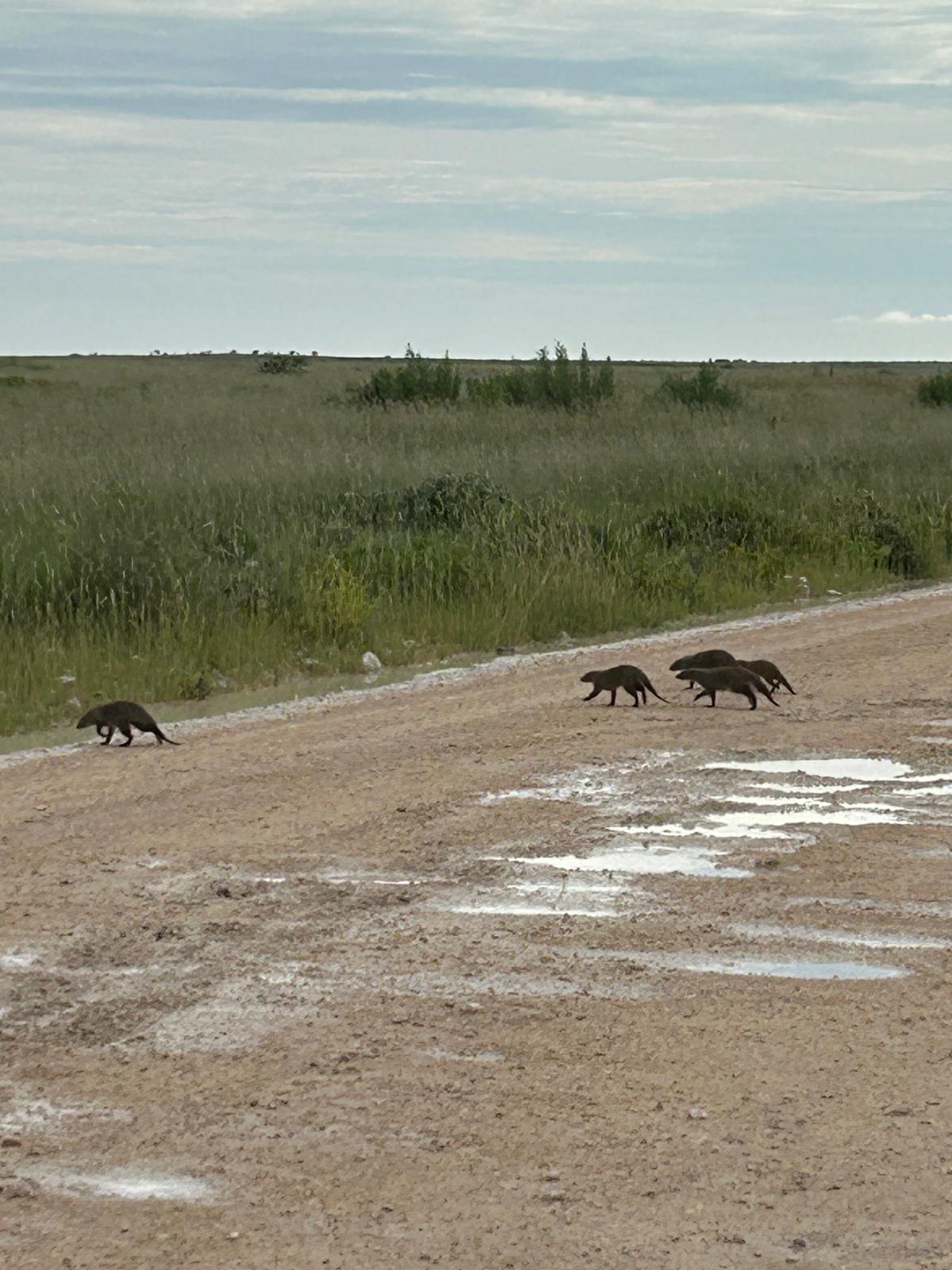 Etosha → Rundu — Lions, a Flooded Track, and the Okavango