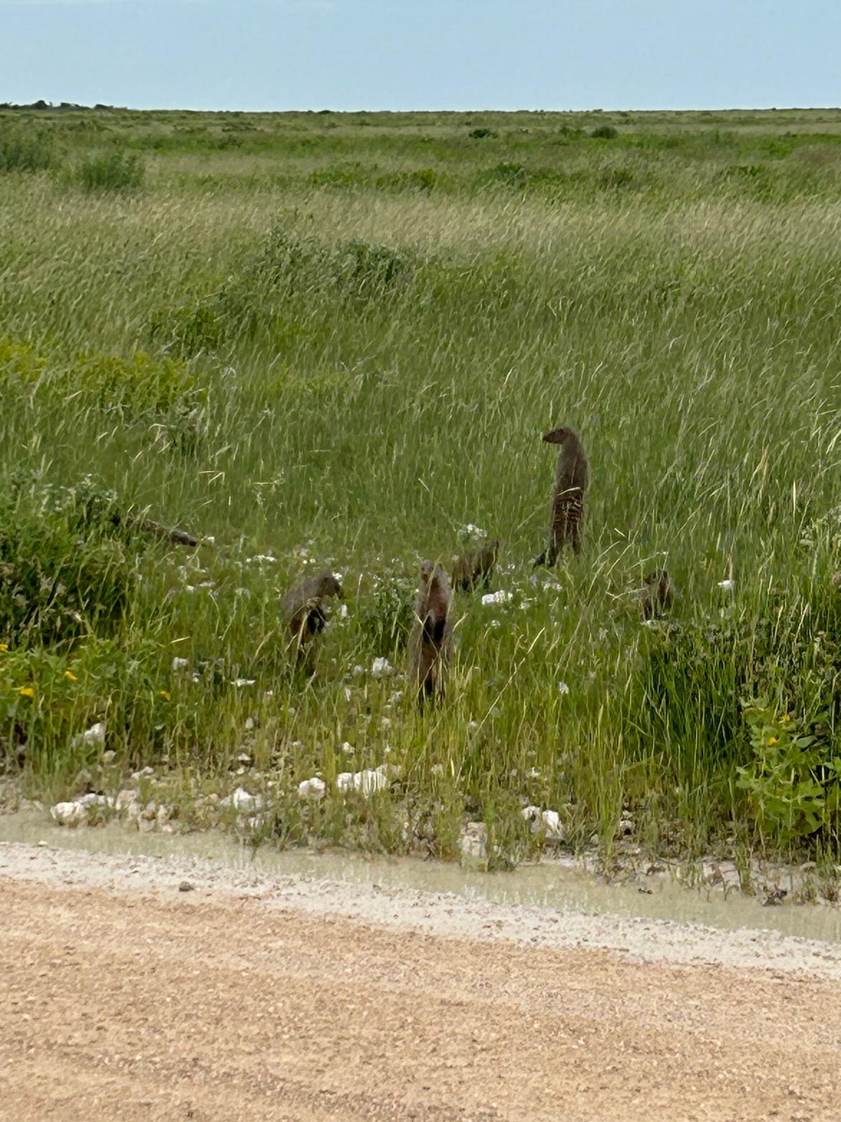 Etosha → Rundu — Lions, a Flooded Track, and the Okavango