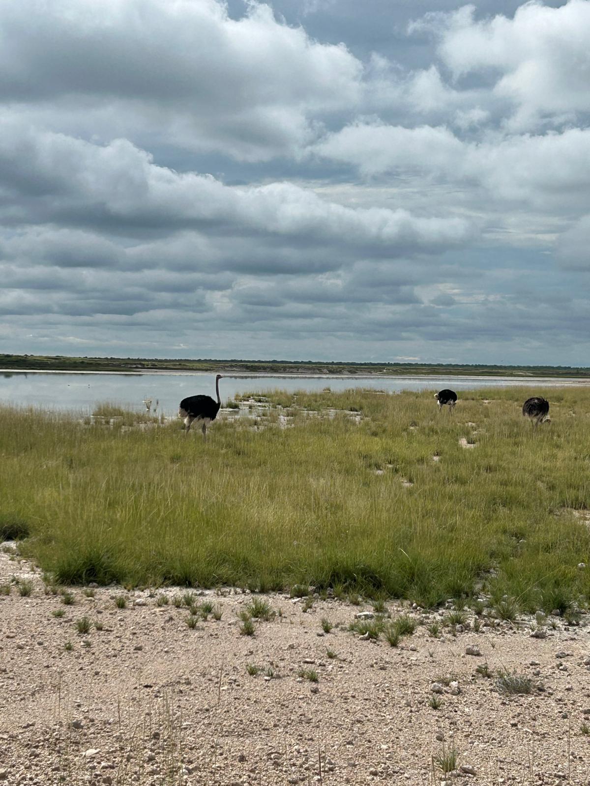Etosha → Rundu — Lions, a Flooded Track, and the Okavango
