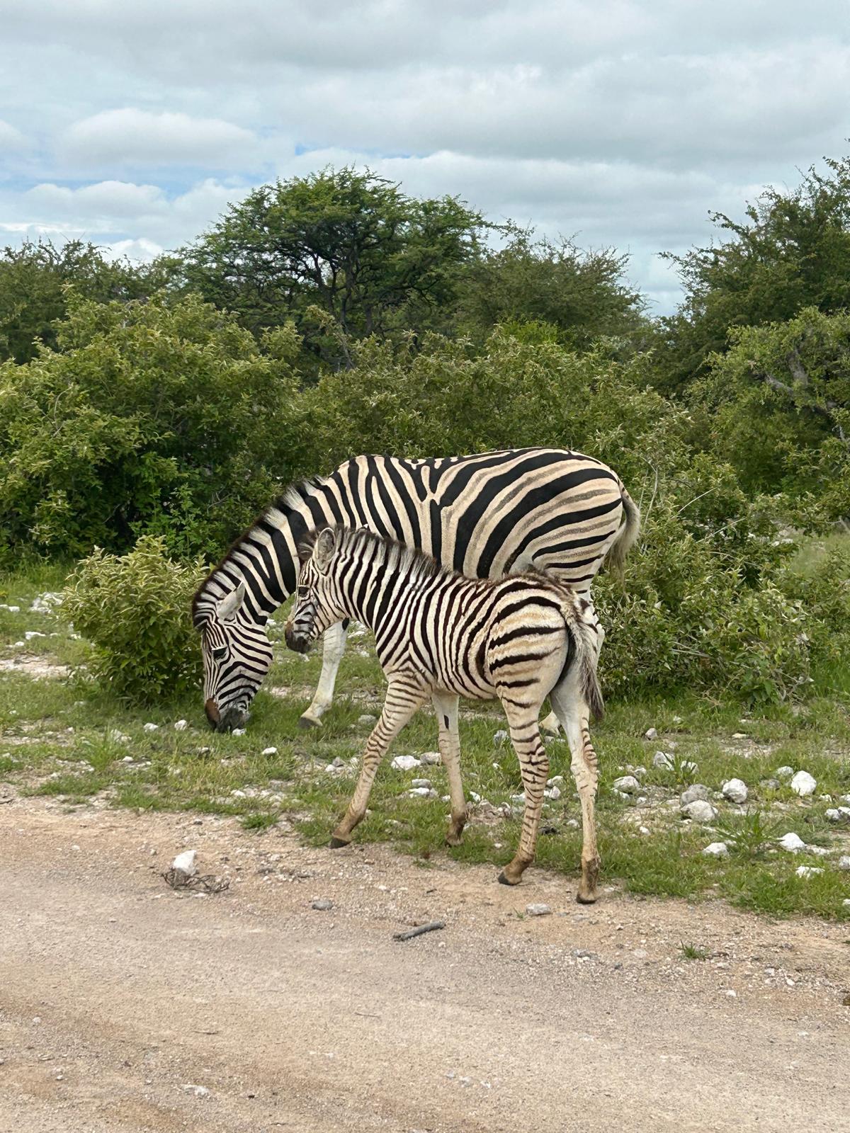 Etosha → Rundu — Lions, a Flooded Track, and the Okavango