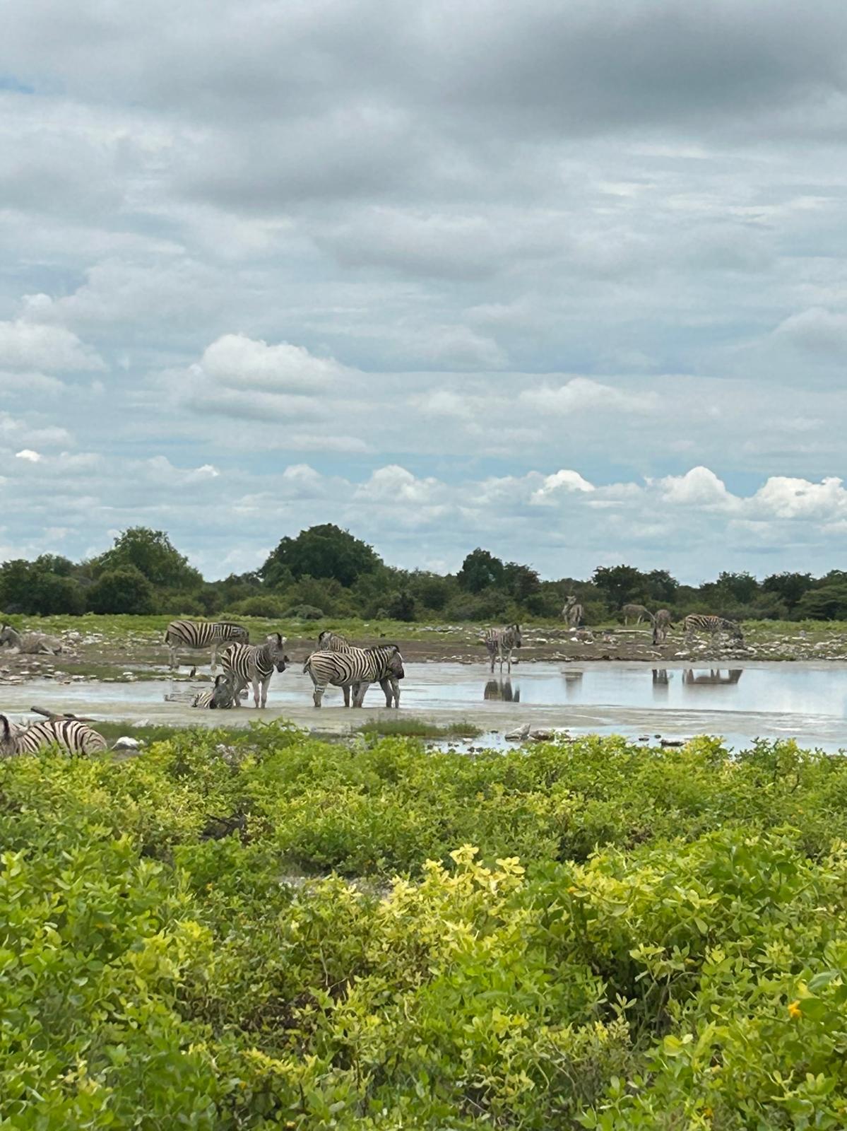 Etosha → Rundu — Lions, a Flooded Track, and the Okavango