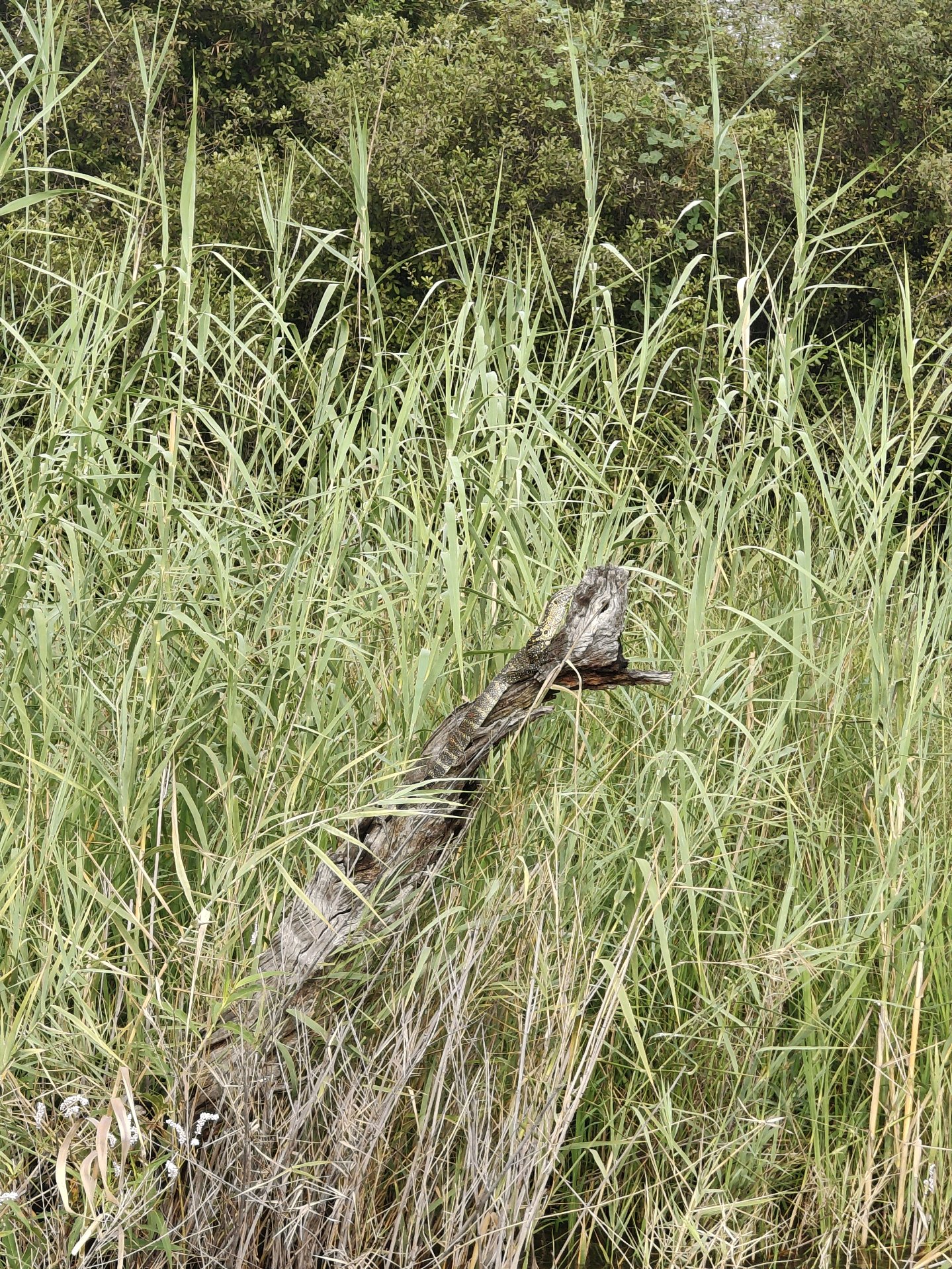 Okavango with a View of Angola — and 30 Years
