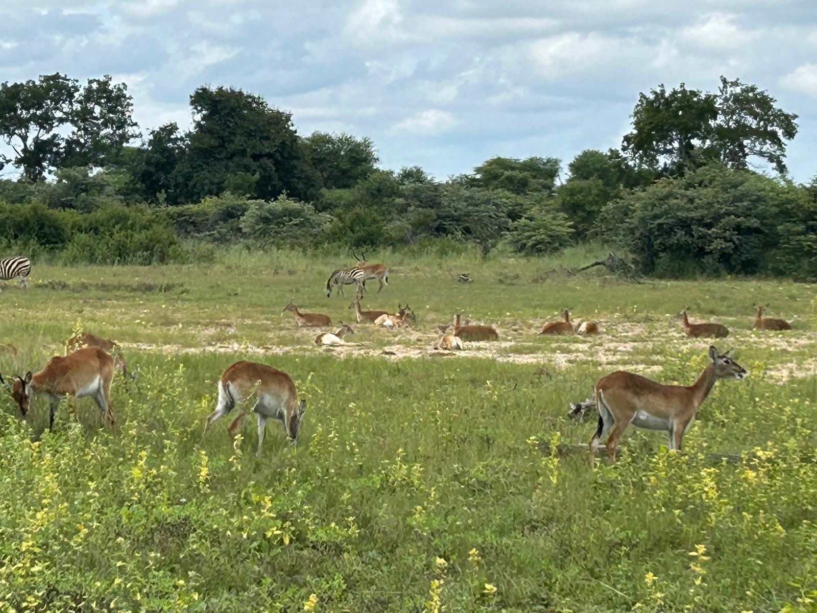 Mahango, the Cheetah, and Kazondwe Camp