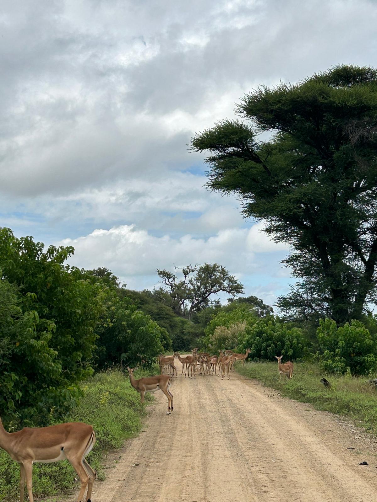 Mahango, the Cheetah, and Kazondwe Camp