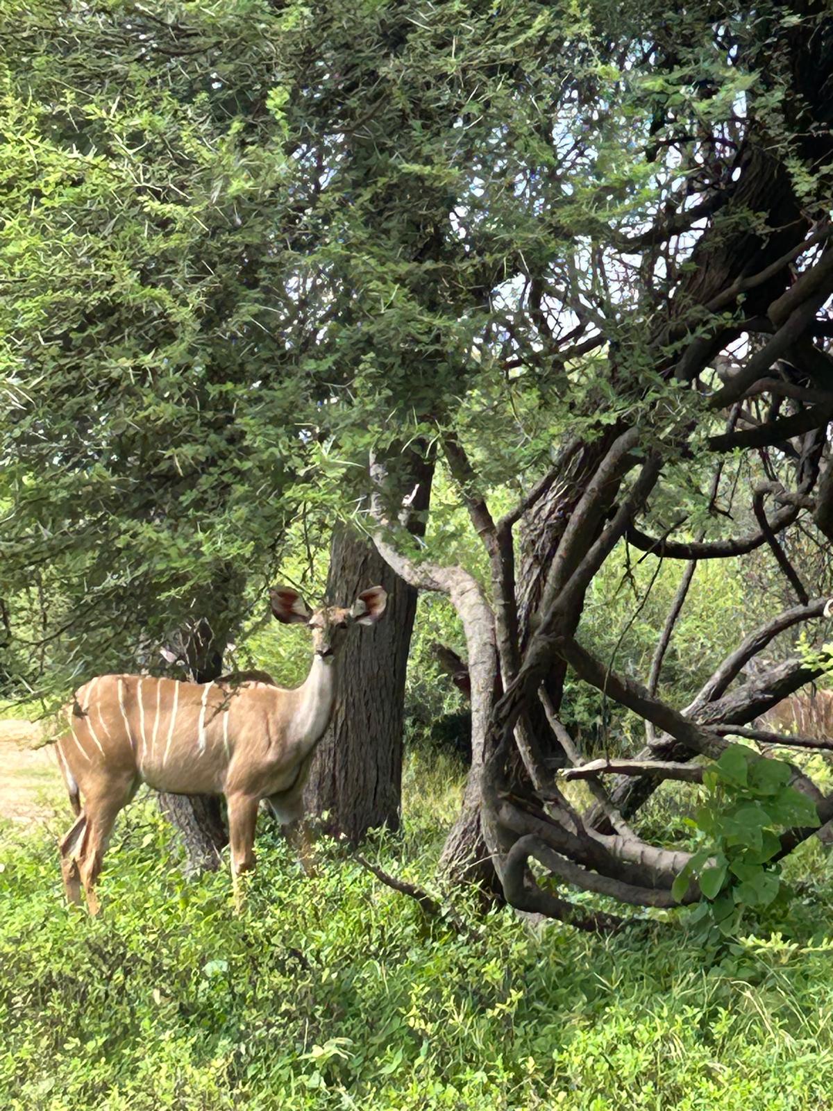 Mahango, the Cheetah, and Kazondwe Camp
