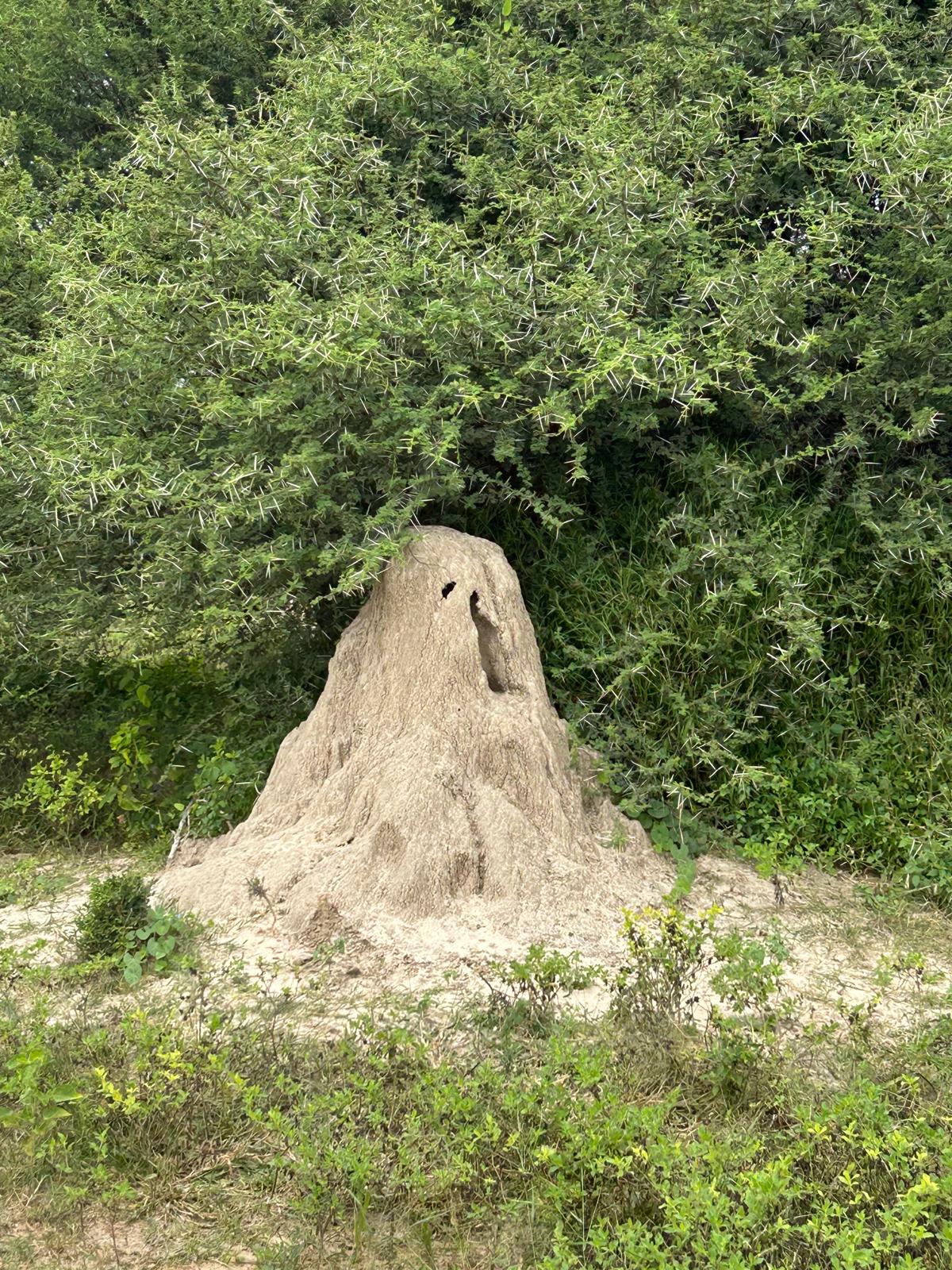 Mahango, the Cheetah, and Kazondwe Camp