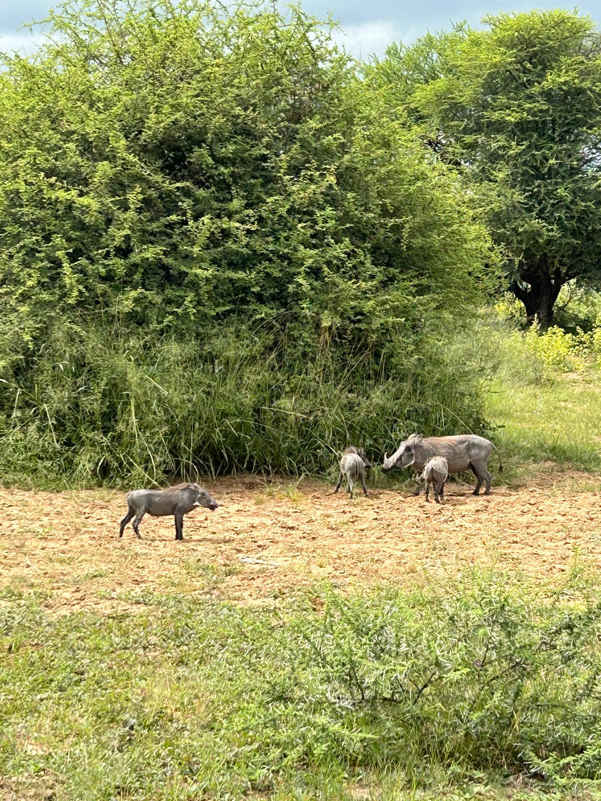 Mahango, the Cheetah, and Kazondwe Camp