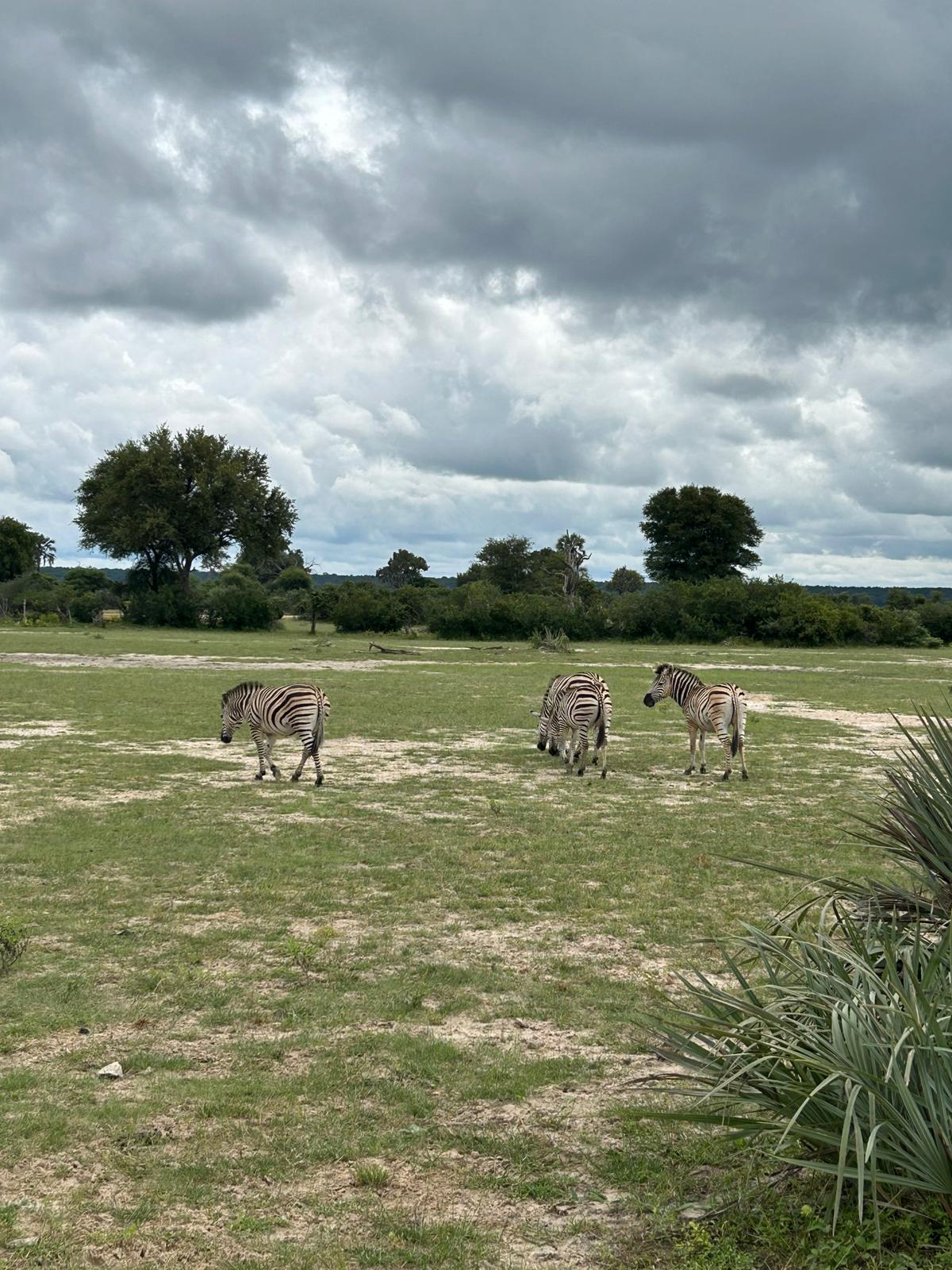 Mahango, the Cheetah, and Kazondwe Camp