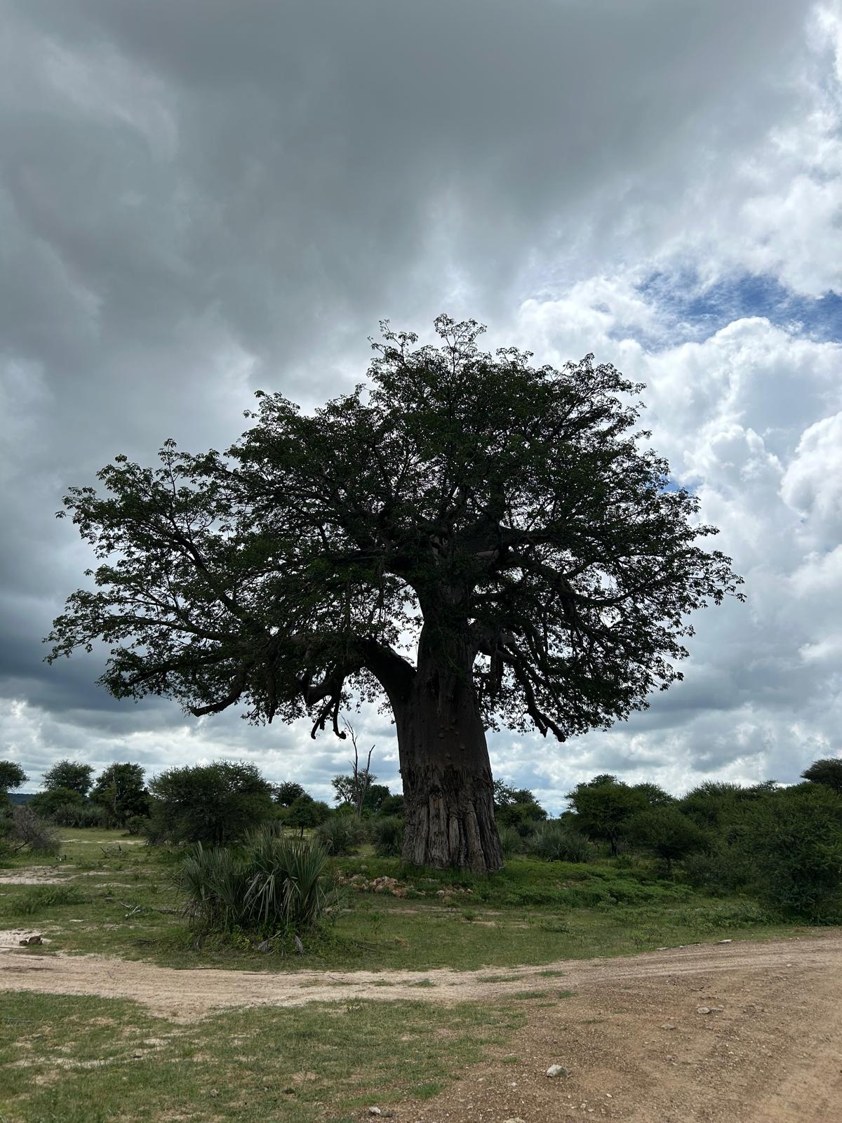 Mahango, the Cheetah, and Kazondwe Camp