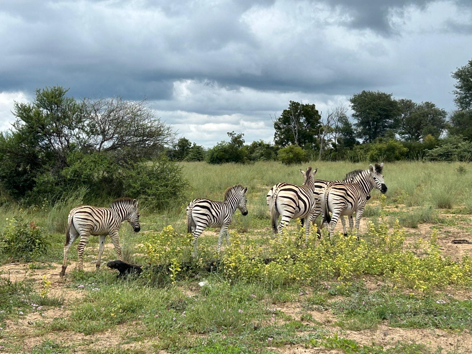 Mahango, the Cheetah, and Kazondwe Camp