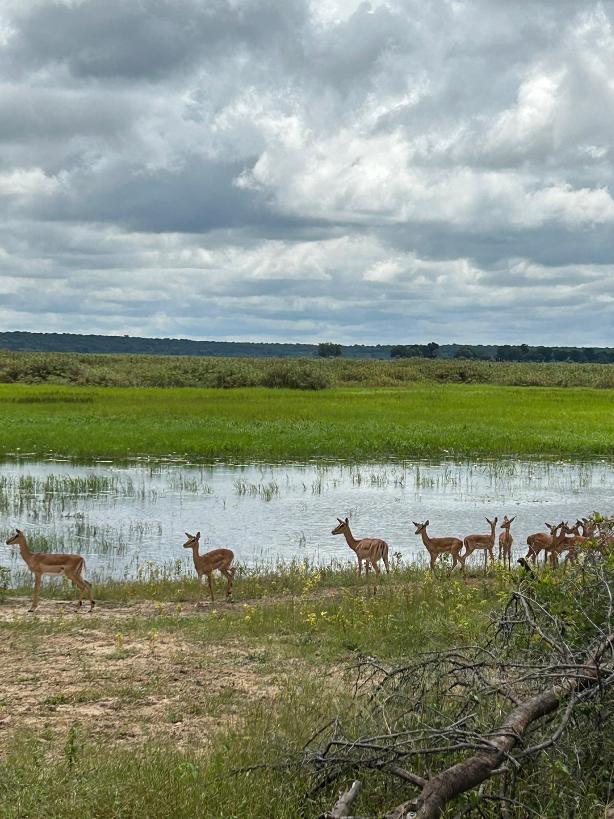 Mahango, the Cheetah, and Kazondwe Camp