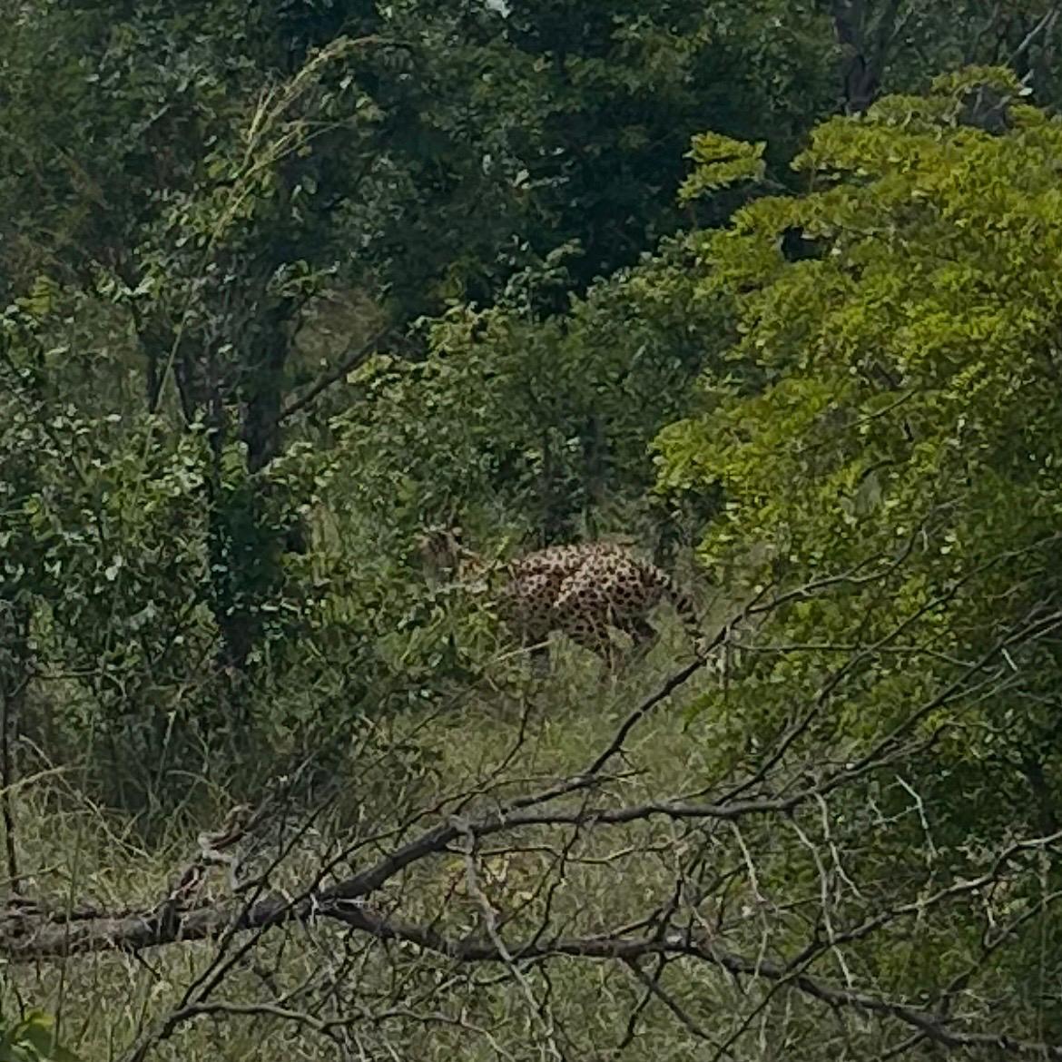 Mahango, the Cheetah, and Kazondwe Camp