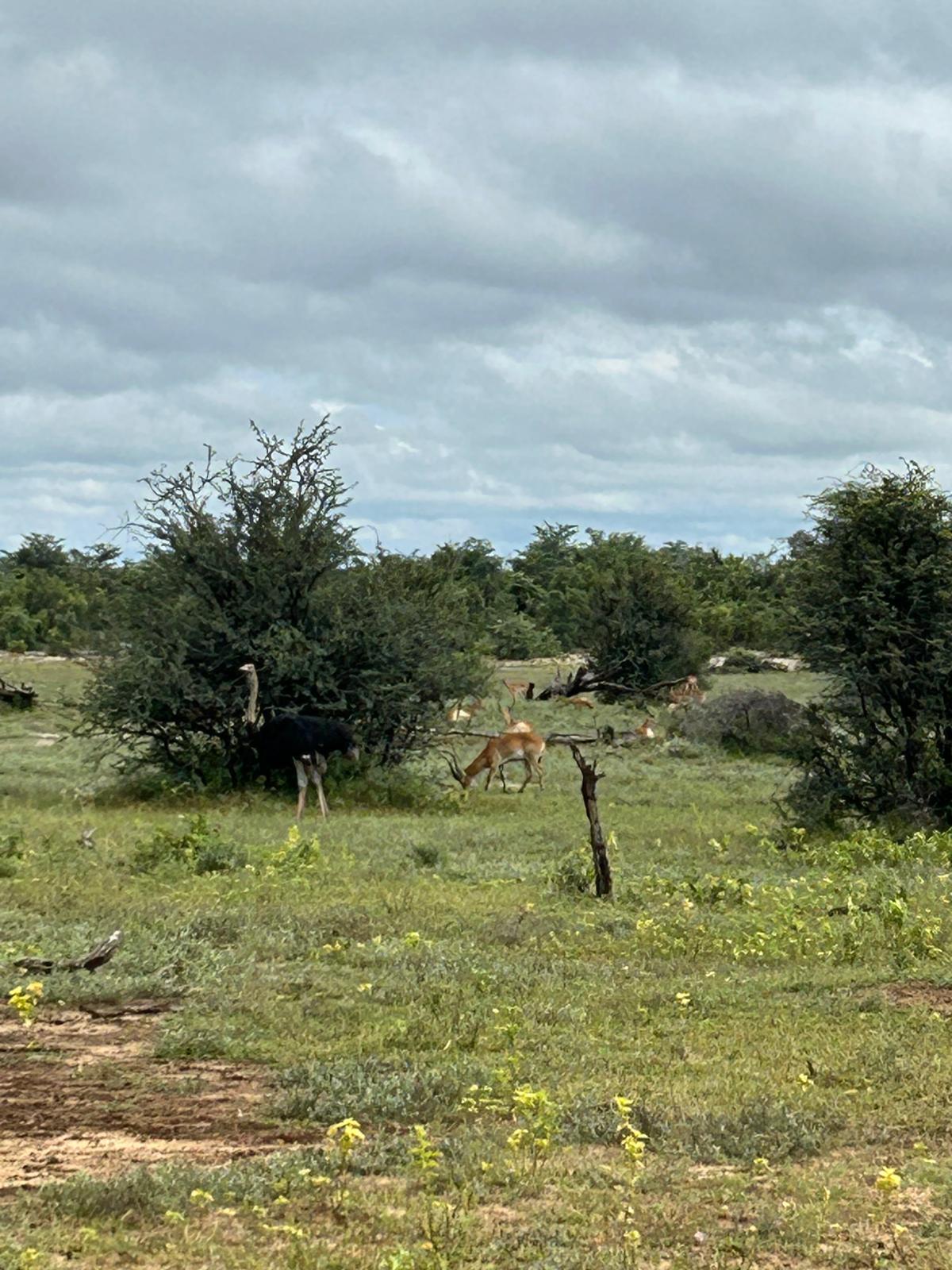 Mahango, the Cheetah, and Kazondwe Camp